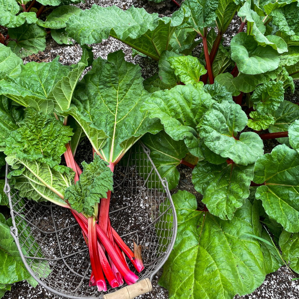 rhubarb simple syrup