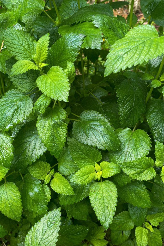 Wild lemon balm